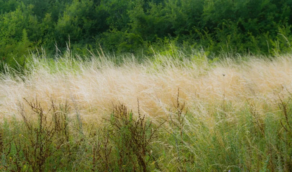 Terrain en friche : qui est censé l'entretenir ?