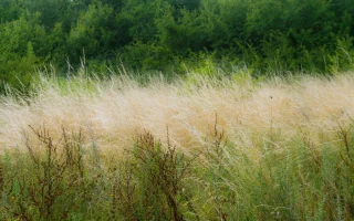 Terrain en friche : qui est censé l'entretenir ?