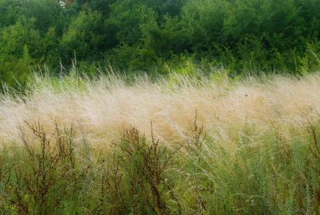 Terrain en friche : qui est censé l'entretenir ?